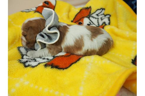 成約済の埼玉県のキャバリアキングチャールズスパニエル-99747の3枚目