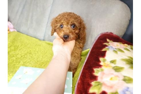 成約済の熊本県のトイプードル-99755の5枚目