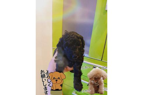 成約済の愛媛県のトイプードル-99754の1枚目