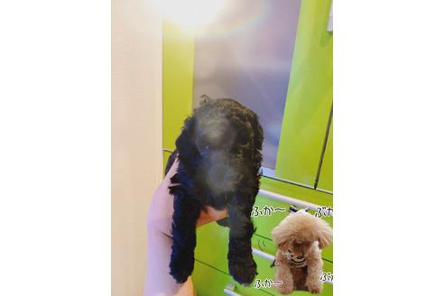 成約済の愛媛県のトイプードル-99754の2枚目