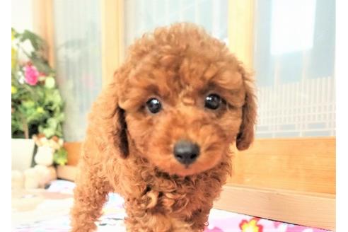 成約済の熊本県のトイプードル-99756の1枚目