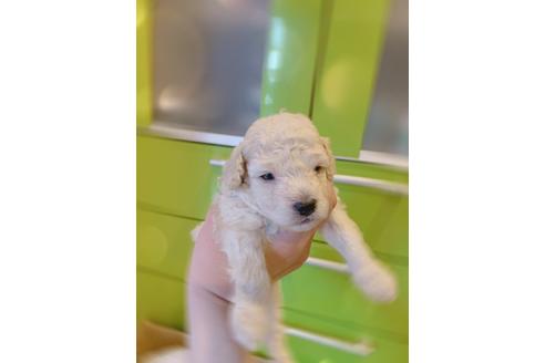 成約済の愛媛県のトイプードル-99757