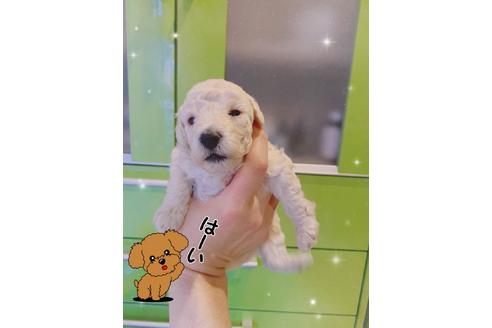 成約済の愛媛県のトイプードル-99757の2枚目