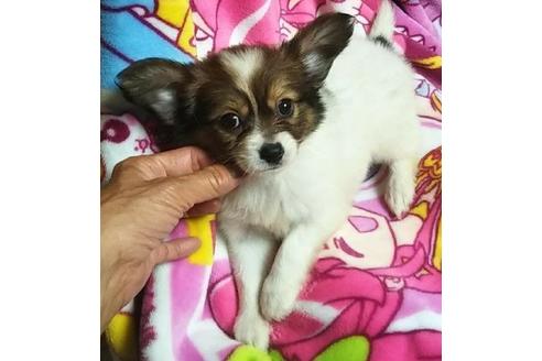 成約済の岐阜県のミックス犬-99764の1枚目