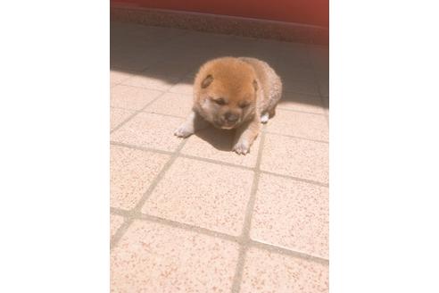 成約済の福岡県の豆柴-98402の7枚目