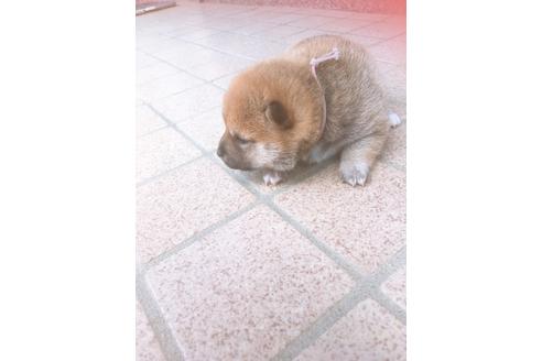 成約済の福岡県の豆柴-98402の8枚目