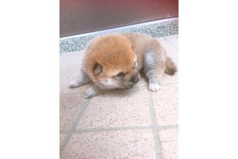 成約済の福岡県の豆柴-98402の6枚目