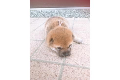 成約済の福岡県の豆柴-98402の3枚目