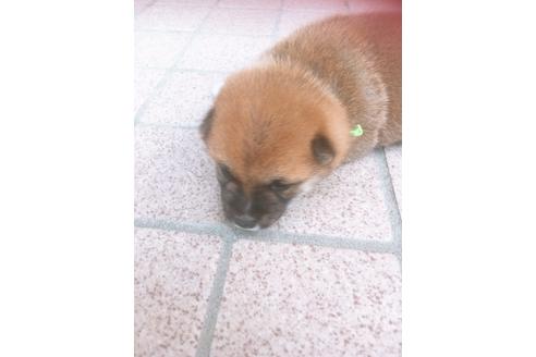 成約済の福岡県の豆柴-98860の8枚目