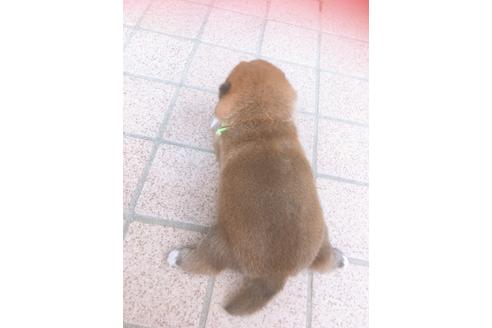 成約済の福岡県の豆柴-98860の9枚目