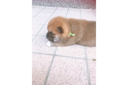 成約済の福岡県の豆柴-98860の10枚目