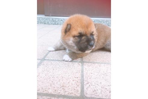 成約済の福岡県の豆柴-98860の7枚目