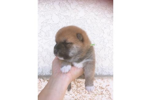 成約済の福岡県の豆柴-98860の6枚目