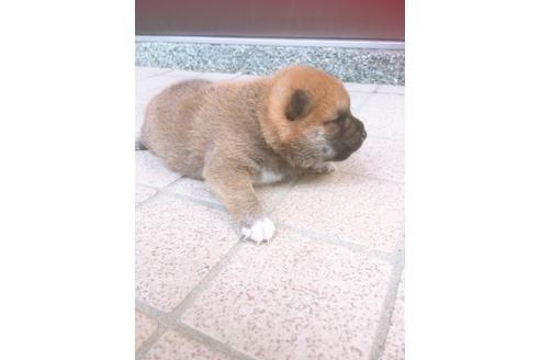 成約済の福岡県の豆柴-98860の5枚目