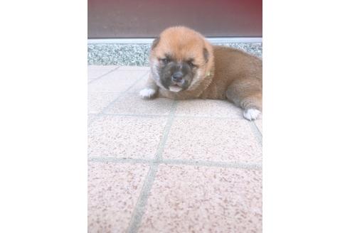 成約済の福岡県の豆柴-98860の4枚目