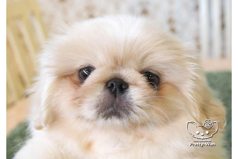 成約済の愛知県のペキニーズ-99789の5枚目