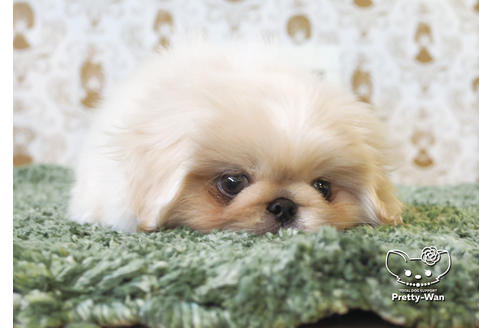 成約済の愛知県のペキニーズ-99789の4枚目