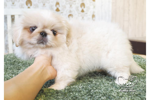 成約済の愛知県のペキニーズ-99789の2枚目