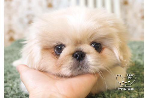 成約済の愛知県のペキニーズ-99789の1枚目