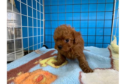 成約済の愛媛県のトイプードル-99797の2枚目