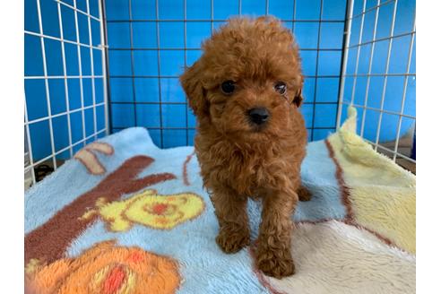 成約済の愛媛県のトイプードル-99797の1枚目