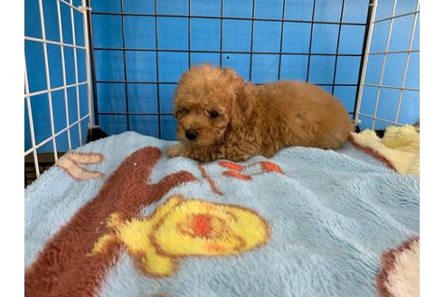 成約済の愛媛県のトイプードル-99806の3枚目