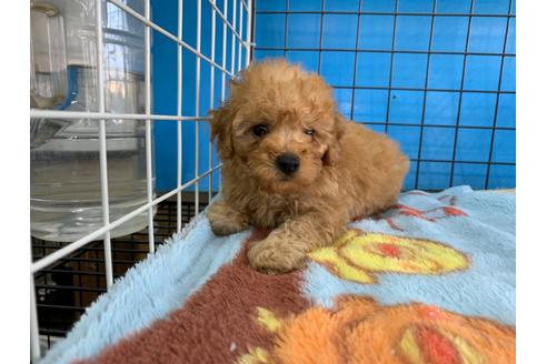 成約済の愛媛県のトイプードル-99806の1枚目