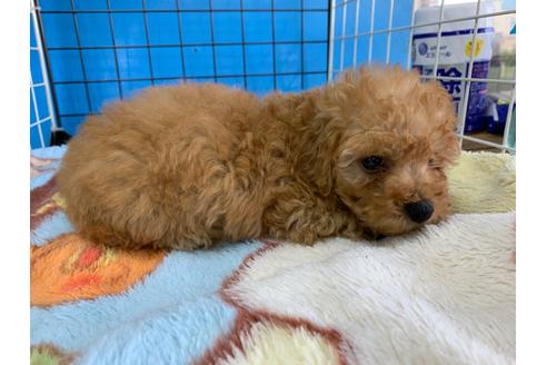 成約済の愛媛県のトイプードル-99806の2枚目