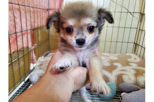 成約済の愛知県のチワワ(ロングコート)-99830の5枚目