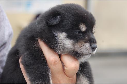 成約済の埼玉県の柴犬-99177の4枚目