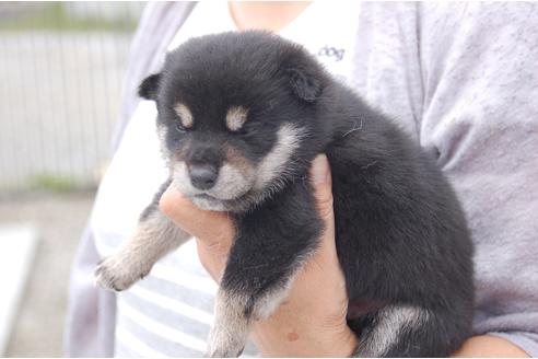 成約済の埼玉県の柴犬-99177の3枚目