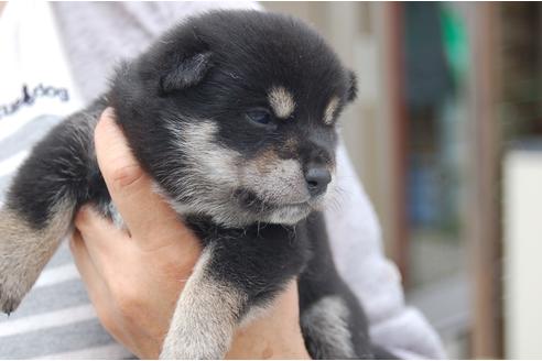 成約済の埼玉県の柴犬-99177の2枚目