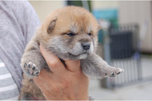 成約済の埼玉県の柴犬-99175の5枚目