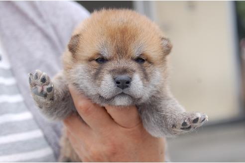 成約済の埼玉県の柴犬-99175の4枚目