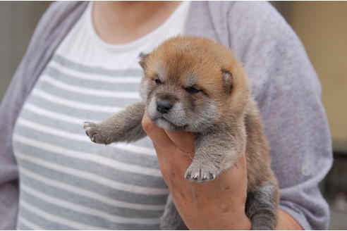成約済の埼玉県の柴犬-99175の3枚目