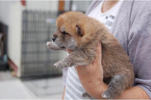 成約済の埼玉県の柴犬-99175の2枚目