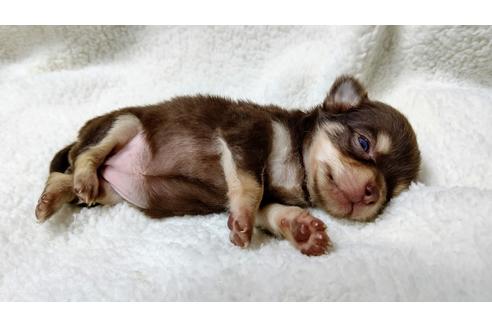 子犬