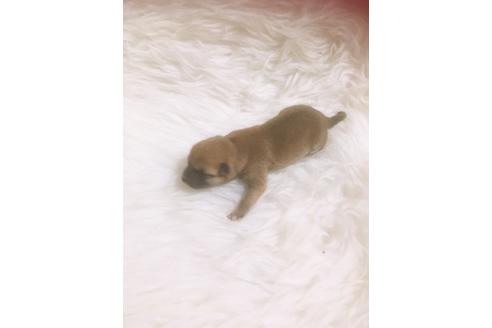 成約済の福岡県の豆柴-99848の13枚目