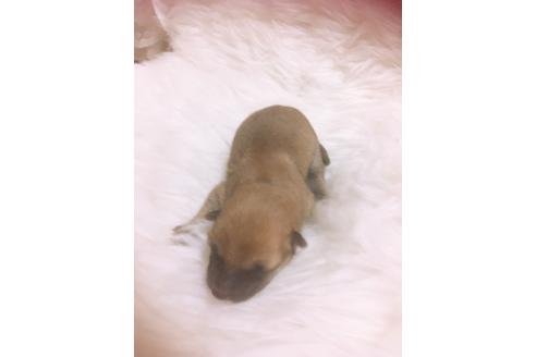 成約済の福岡県の豆柴-99848の12枚目