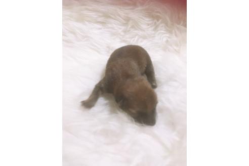 成約済の福岡県の豆柴-99849の6枚目