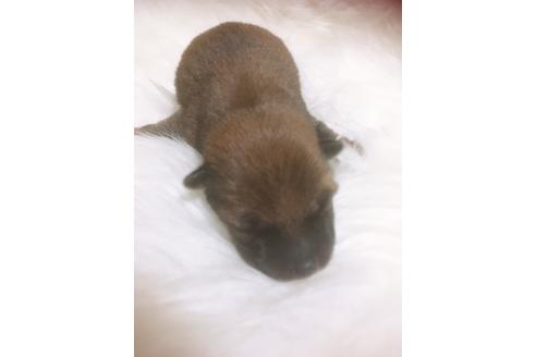 成約済の福岡県の豆柴-99849の7枚目