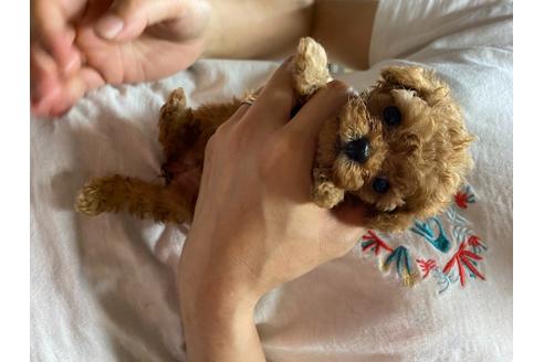 成約済の静岡県のタイニープードル-98537の1枚目