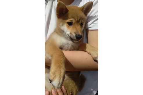 成約済の栃木県の柴犬-99851の3枚目