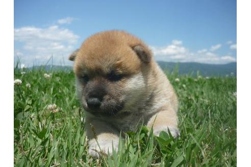 成約済の長野県の柴犬-99878の5枚目