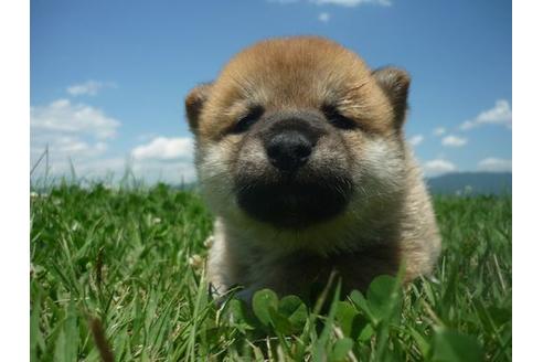 成約済の長野県の柴犬-99878の4枚目