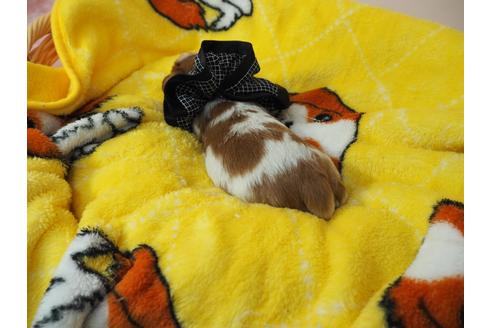 成約済の埼玉県のキャバリアキングチャールズスパニエル-99885の3枚目