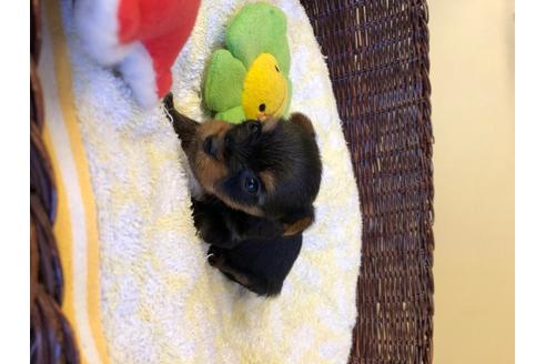 成約済の愛知県のヨークシャーテリア-99919の2枚目