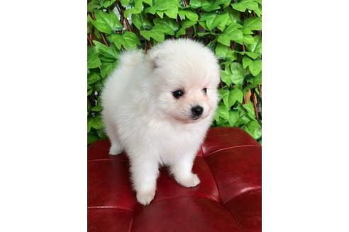 成約済の京都府のポメラニアン-99926の1枚目
