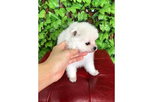 成約済の京都府のポメラニアン-99926の3枚目