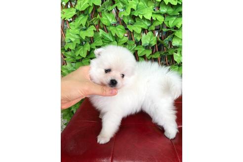 成約済の京都府のポメラニアン-99926の2枚目